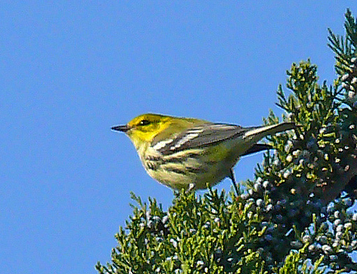 Photo (24): Black-throated Green Warbler
