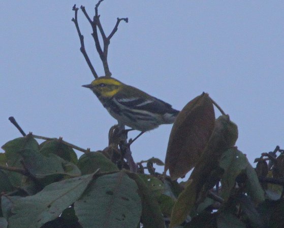 Photo (25): Black-throated Green Warbler