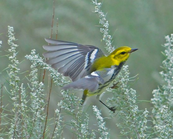 Photo (17): Black-throated Green Warbler
