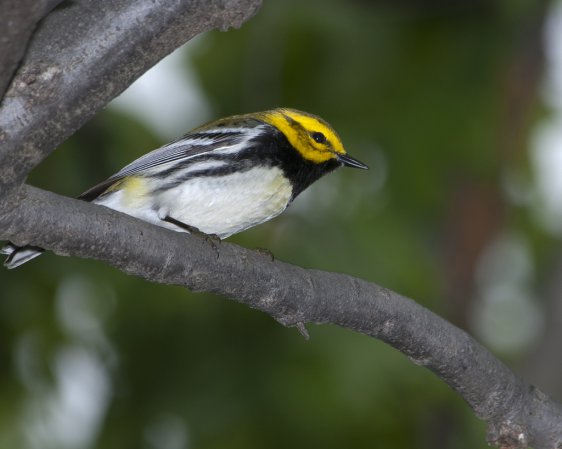 Photo (9): Black-throated Green Warbler