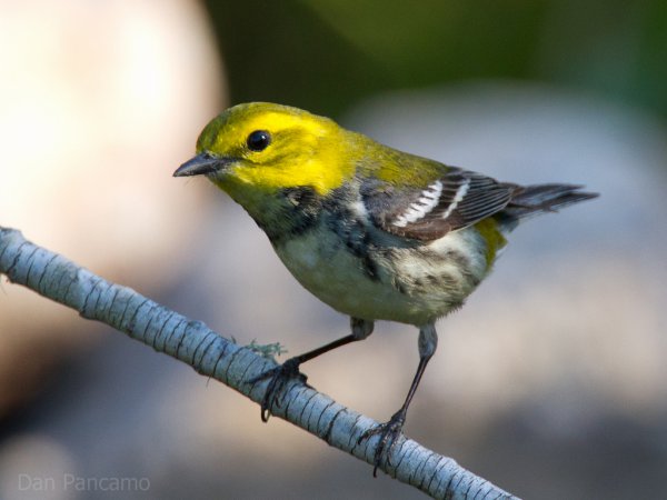 Photo (8): Black-throated Green Warbler