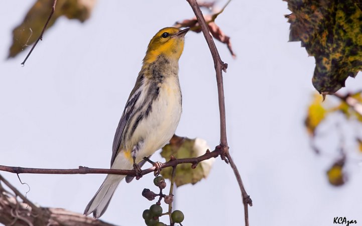 Photo (20): Black-throated Green Warbler