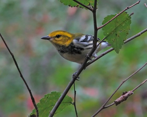 Photo (11): Black-throated Green Warbler