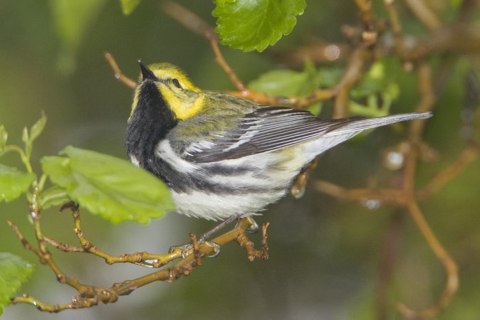 Photo (18): Black-throated Green Warbler