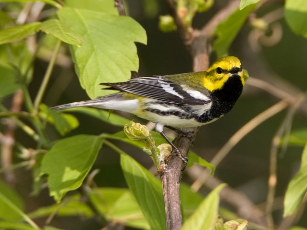 Photo (1): Black-throated Green Warbler