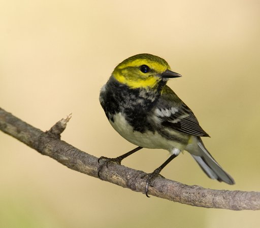 Photo (4): Black-throated Green Warbler