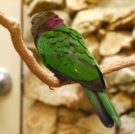 Photo (1): Red-fan Parrot