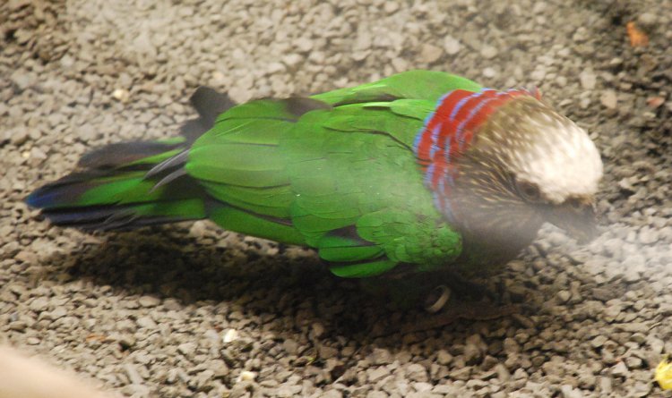 Photo (2): Red-fan Parrot