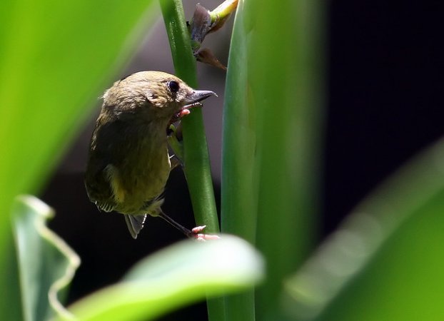 Photo (4): Cinnamon-bellied Flowerpiercer