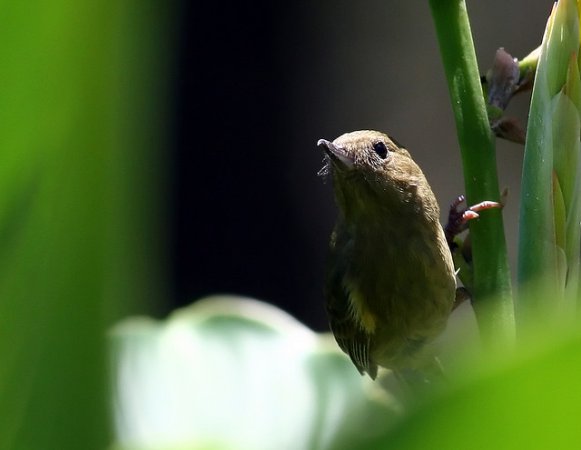 Photo (7): Cinnamon-bellied Flowerpiercer