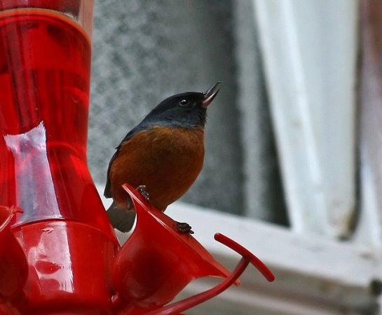 Photo (6): Cinnamon-bellied Flowerpiercer