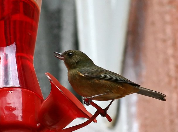 Photo (5): Cinnamon-bellied Flowerpiercer