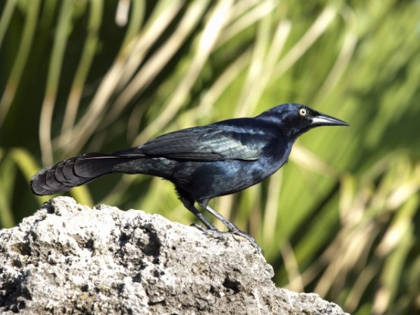 Photo (8): Greater Antillean Grackle