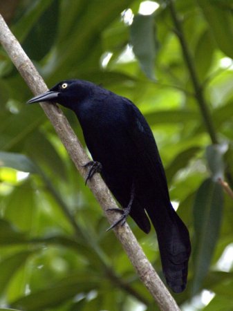 Photo (9): Greater Antillean Grackle