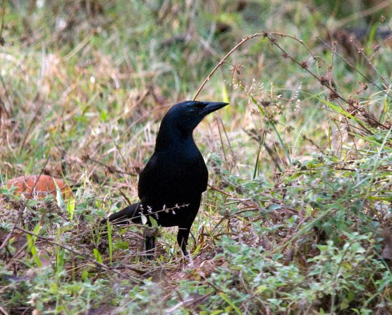 Photo (7): Melodious Blackbird