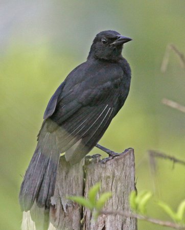Photo (5): Melodious Blackbird