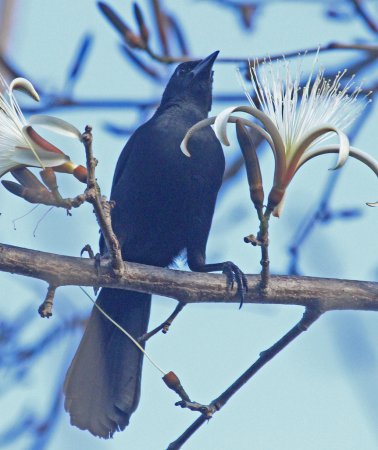 Photo (8): Melodious Blackbird