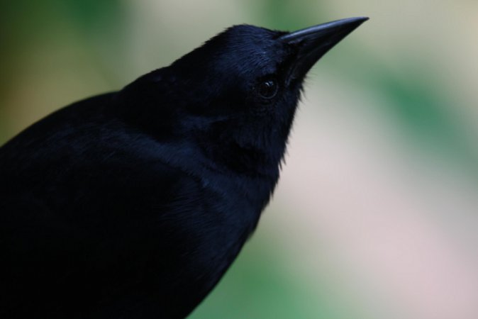 Photo (2): Melodious Blackbird