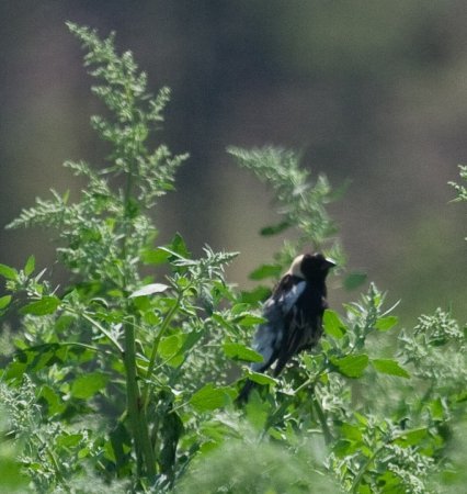 Photo (22): Bobolink