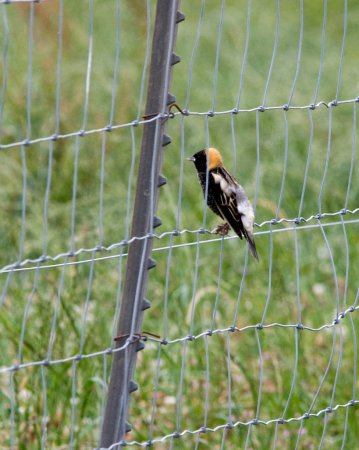 Photo (17): Bobolink