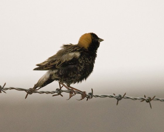 Photo (19): Bobolink