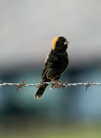 Photo (16): Bobolink