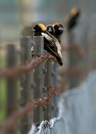 Photo (12): Bobolink