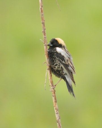 Photo (13): Bobolink