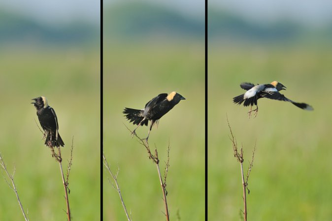 Photo (20): Bobolink