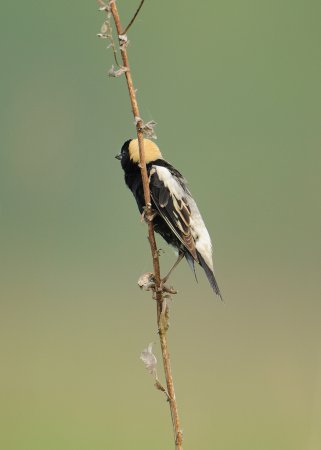 Photo (15): Bobolink