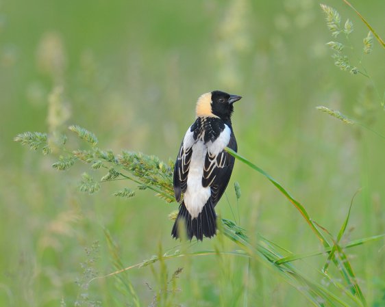 Photo (3): Bobolink
