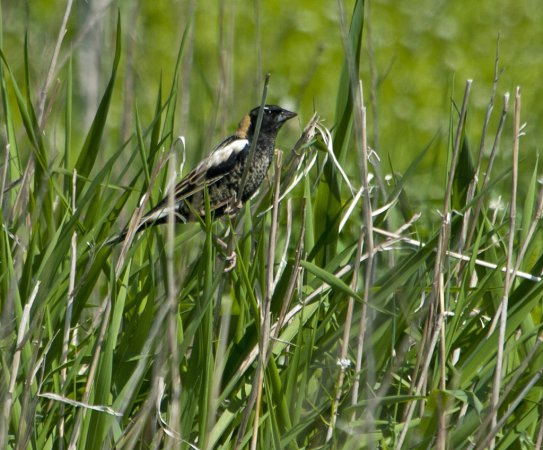 Photo (18): Bobolink