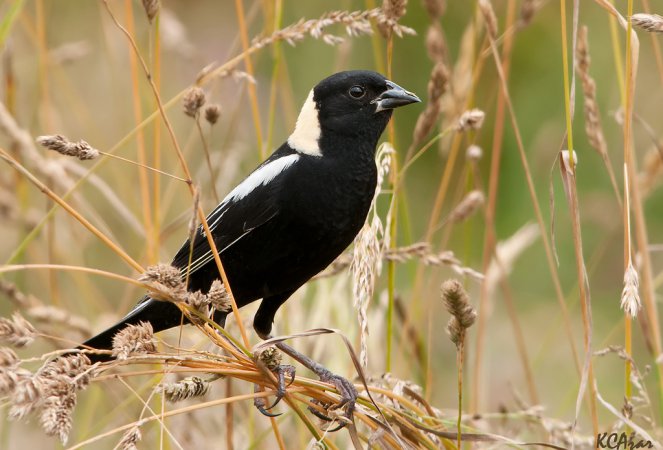 Photo (5): Bobolink