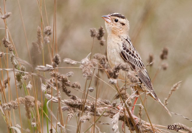 Photo (4): Bobolink