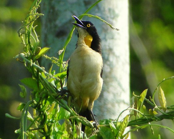 Photo (3): Black-capped Donacobius
