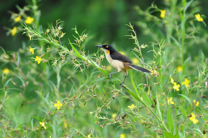 Photo (10): Black-capped Donacobius