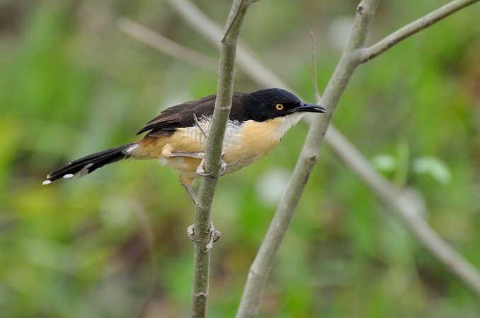 Photo (2): Black-capped Donacobius