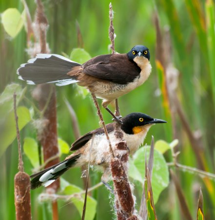 Photo (1): Black-capped Donacobius