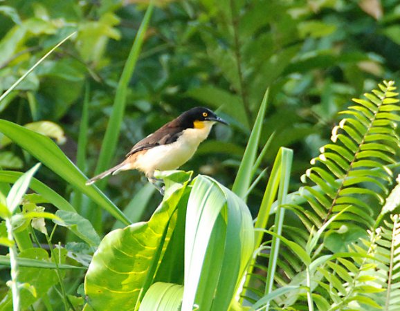Photo (13): Black-capped Donacobius