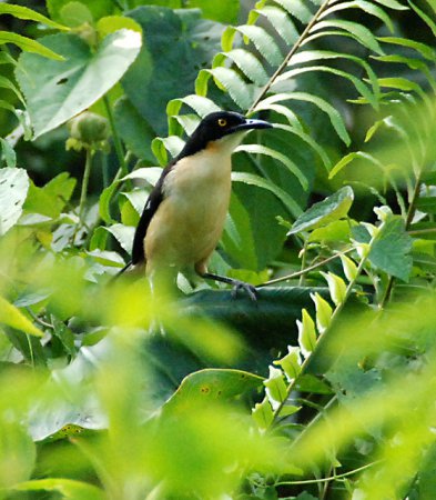 Photo (9): Black-capped Donacobius
