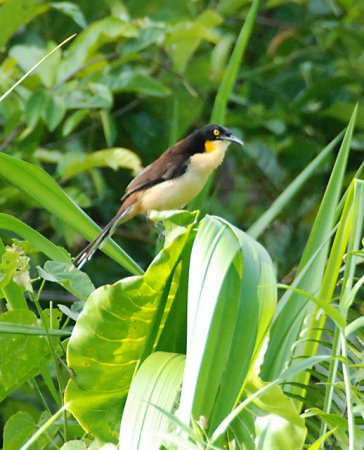 Photo (7): Black-capped Donacobius