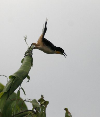Photo (5): Black-capped Donacobius
