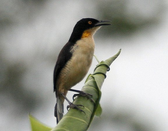Photo (11): Black-capped Donacobius