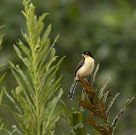 Photo (4): Black-capped Donacobius