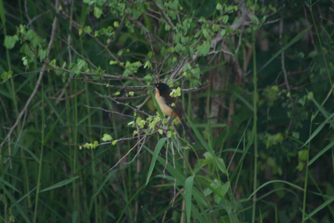 Photo (6): Black-capped Donacobius