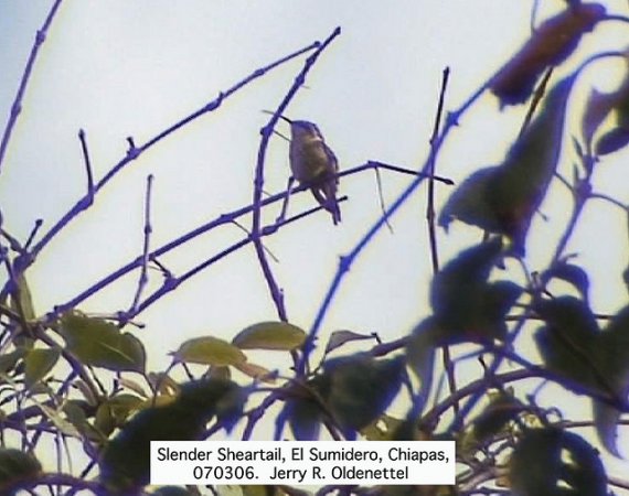 Photo (1): Slender Sheartail