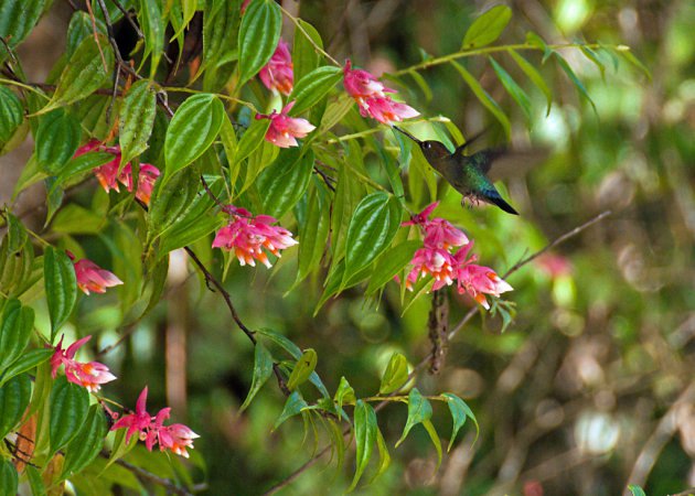 Photo (1): Green-fronted Lancebill