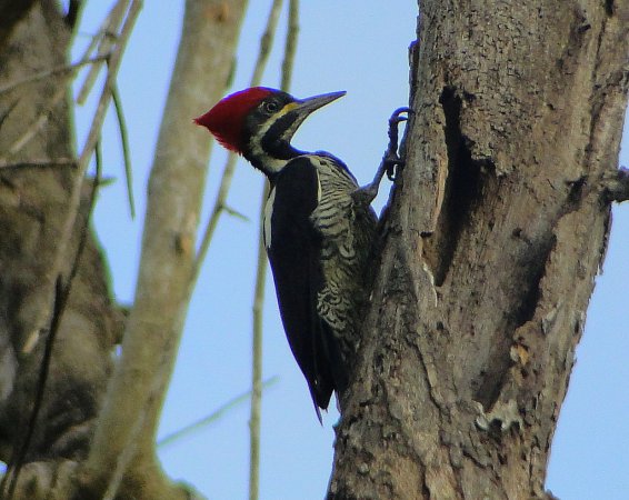 Photo (13): Lineated Woodpecker