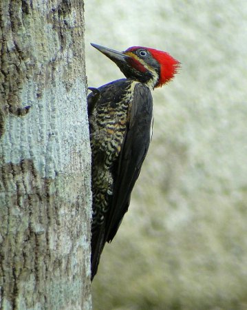 Photo (1): Lineated Woodpecker