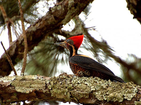 Photo (8): Lineated Woodpecker